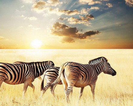 Safari u Africi 3D